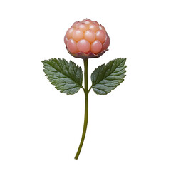 Close up of ripe raspberry fruit stem with green leaves, isolated transparency background, showcasing detailed texture