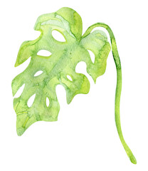 Watercolor hand drawn vintage tropical monstera leaf isolated on white