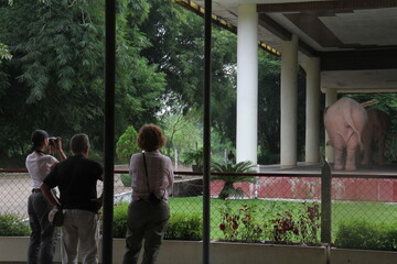 Three foreign tourists watching rare white elephants from a distance at Royal White Elephant Garden in Yangon, Myanmar. 