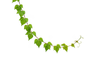 Green vine with leaves isolated on transparent background