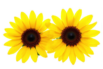 Naklejka premium Two yellow sunflowers with green leaves on a white background
