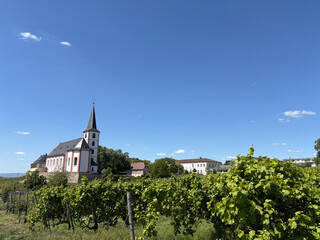 Weinberg Hochheim
