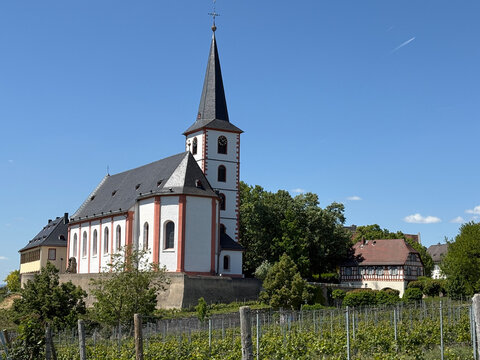 Weinberg Hochheim