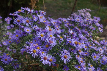 Umpteen violet flowers of Michaelmas daisies in mid October