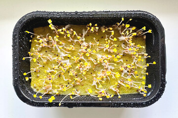 Microgreens in a plastic container, after watering, young arugula sprouts. Growing microgreens seeds at home, close-up. Healthy lifestyle, nutritious, vegan food concept.