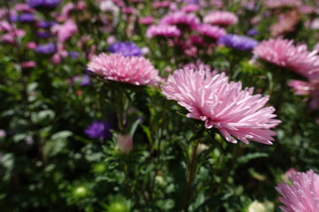 Obraz premium Side view of pink and violet flowers of China asters in September