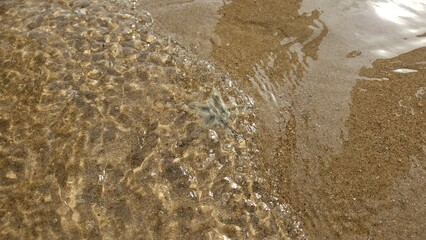 A starfish lies on the wet sandy shore as gentle waves wash over the beach.