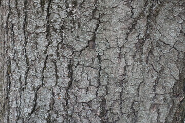 Background - dry grey bark of horse chestnut tree