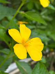West Indian Holly, Sage Rose