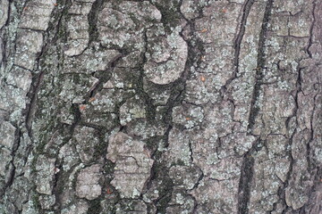 Close shot of dry grey bark of horse chestnut tree