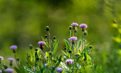 panoramic view of thistle on green color bokeh background