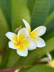 Frangipani , Pagoda tree, Temple tree,Plumeria