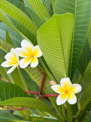 Frangipani , Pagoda tree, Temple tree,Plumeria
