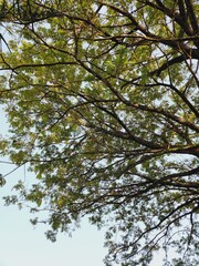 Lush canopy of a broadleaf tree against a pale sky.