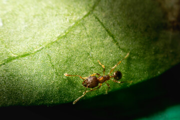 This is a close-up macro photograph of a delicate Ant