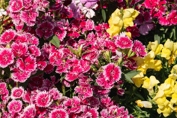 Obraz premium 鮮やかなナデシコと金魚草のクローズアップ