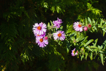 Shoot of New England asters with purple flowers in October