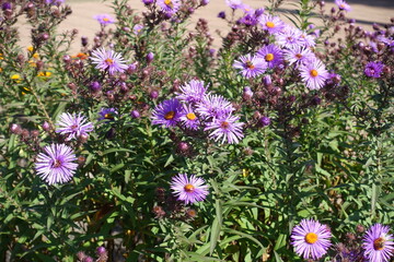 Vibrant purple flowers and buds of New England asters in October