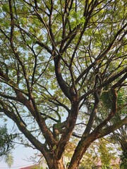Lush canopy of a broadleaf tree against a pale sky.