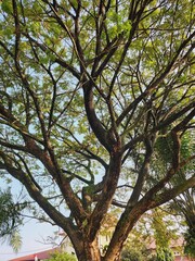 Lush canopy of a large, sprawling tree against a light sky.