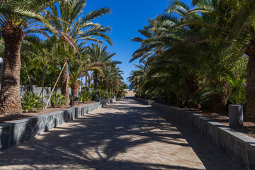 Fototapeta premium Palm trees by the path to the dunes in Maspalomas on Gran Canaria Spain