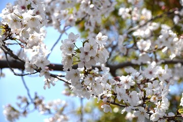 White cherry blossoms blanket the branches under a clear sky.