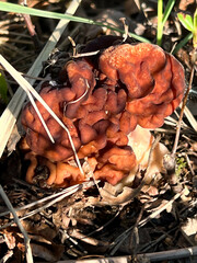 Gyromitra esculenta (Pers.) Fr. – a species of fungus from the Discinaceae family growing in a pine forest near houses in Poland