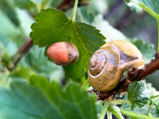 Small snails eating currant leaves in the spring in the garden