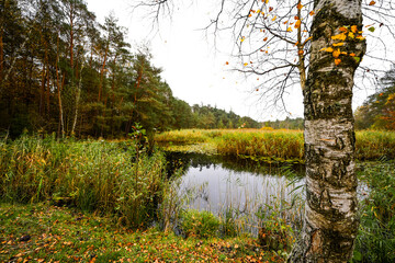View of the pond near Ludwingswinkel with the surrounding autumnal landscape. Nature at the pond.
