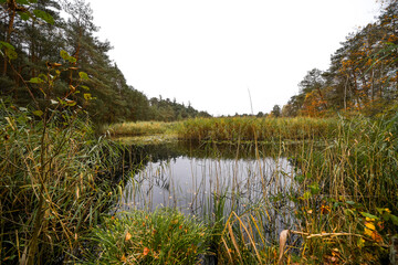 View of the pond near Ludwingswinkel with the surrounding autumnal landscape. Nature at the pond.
