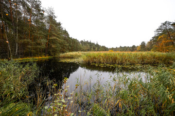 View of the pond near Ludwingswinkel with the surrounding autumnal landscape. Nature at the pond.
