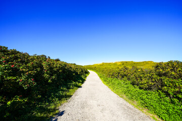 View of the path between the dunes near Wenningstedt on the North Frisian island of Sylt. Landscape on the North Sea coast.
