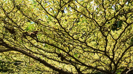plant pattern with branching roots with beautiful yellow leaves
