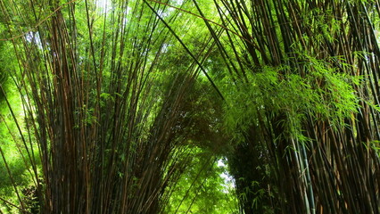 bamboo forest view with its green leaves combined with beautiful sunlight