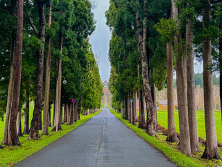 並木のある教会までの一本道