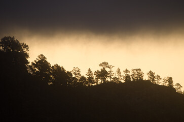 Forest of Canary Island pine Pinus canariensis on a hillside at dawn. Integral Natural Reserve of Inagua. Gran Canaria. Canary Islands. Spain.