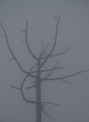 Dead Canary Island pine Pinus canariensis in the fog. Integral Natural Reserve of Inagua. Gran Canaria. Canary Islands. Spain.