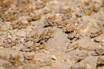 Hopper band of Moroccan locust Dociostaurus maroccanus. Integral Natural Reserve of Inagua. Tejeda. Gran Canaria. Canary Islands. Spain.