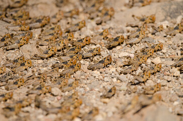 Hopper band of Moroccan locust Dociostaurus maroccanus. Integral Natural Reserve of Inagua. Tejeda. Gran Canaria. Canary Islands. Spain.