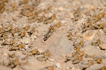Hopper band of Moroccan locust Dociostaurus maroccanus. Integral Natural Reserve of Inagua. Tejeda. Gran Canaria. Canary Islands. Spain.