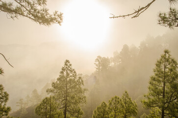 Forest of Canary Island pine Pinus canariensis at dawn. Integral Natural Reserve of Inagua. Gran Canaria. Canary Islands. Spain.