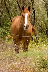 Fototapeta premium Horse Equus ferus caballus. Gran Canaria. Canary Islands. Spain.