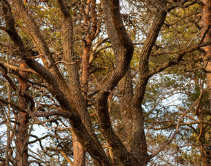 Old oak tree