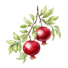 Two watercolor pomegranates hang ripe from a branch with green leaves art.