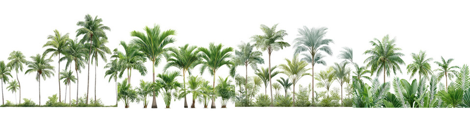 Lush tropical palm trees in a green paradise landscape