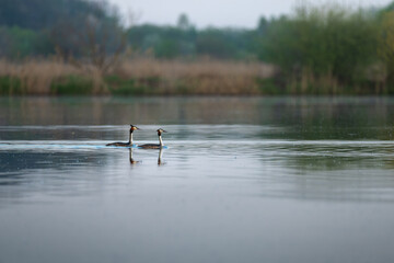 Morning landscape with pond and Pair Great Crested Grebe