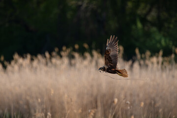 Marsh Harrier Flying Over Reeds in Natural Landscape
