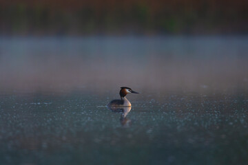 Great Crested Grebe in Morning Fog