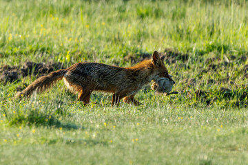 A red fox (Vulpes vulpes) has captured a gosling. Isonzo river mouth nature reserve, Isola della Cona, Friuli Venezia Giulia, Italy.