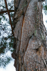 Characteristic twisted bark of Pitsunda pine Pinus brutia pityusa with textured bark, showcasing natural patterns and moss growth. Embankment of the sea resort town of Gelendzhik